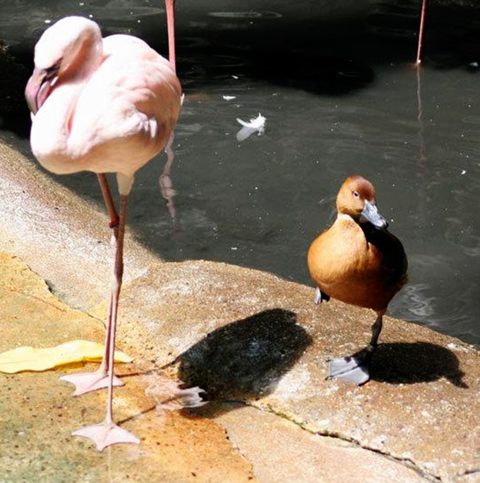 16 Ducks That Think They’re Flamingos 16 Ducks That Think They’re Flamingos