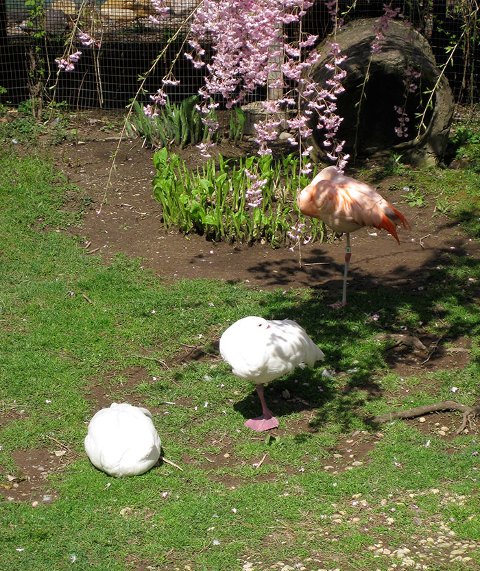16 Ducks That Think They’re Flamingos 16 Ducks That Think They’re Flamingos