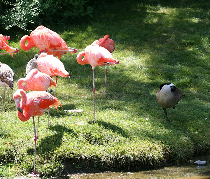 16 Ducks That Think They’re Flamingos 16 Ducks That Think They’re Flamingos