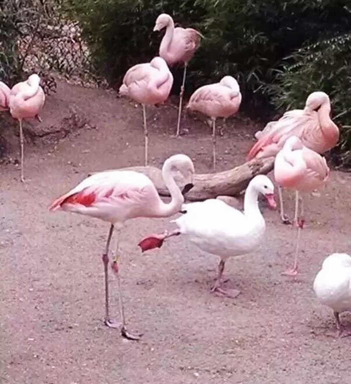 16 Ducks That Think They’re Flamingos 16 Ducks That Think They’re Flamingos