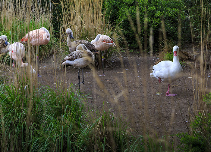 16 Ducks That Think They’re Flamingos 16 Ducks That Think They’re Flamingos