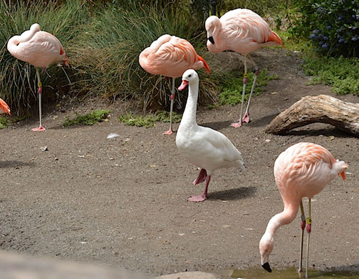 16 Ducks That Think They’re Flamingos 16 Ducks That Think They’re Flamingos