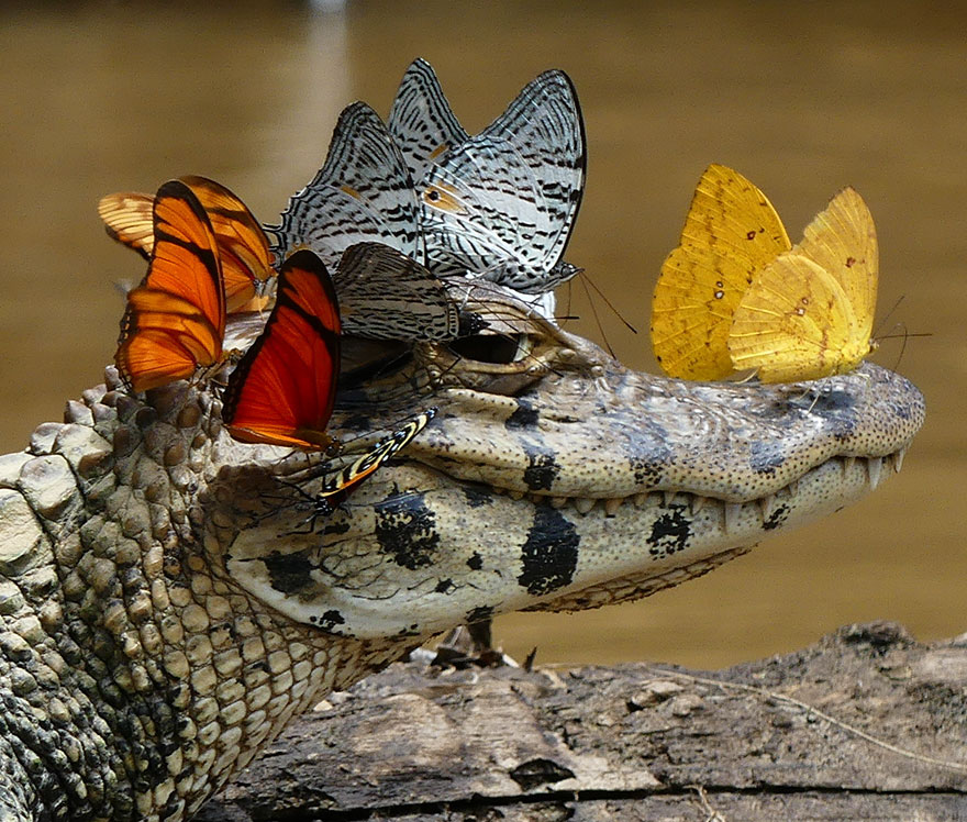 Caiman Wearing A Crown Of Butterflies Shows Its Softer Side Caiman Wearing A Crown Of Butterflies Shows Its Softer Side