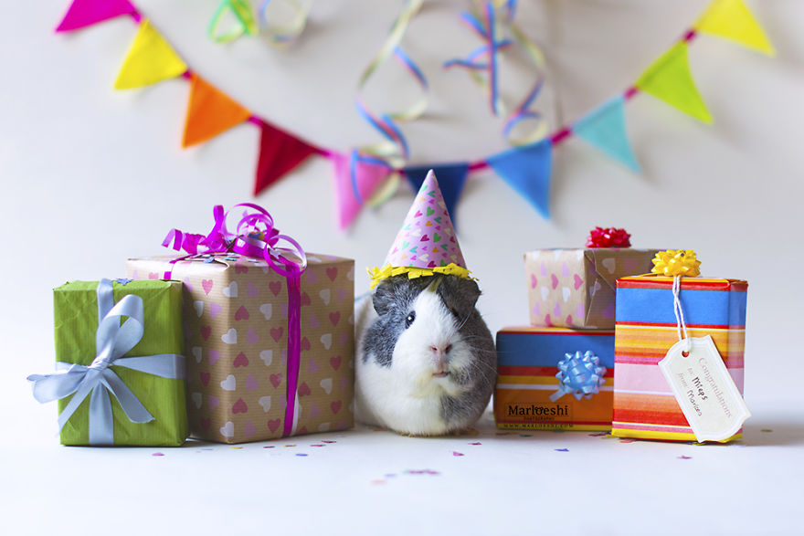 Meet Mieps, My Ridiculously Photogenic Guinea Pig
