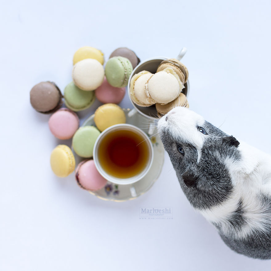 Meet Mieps, My Ridiculously Photogenic Guinea Pig