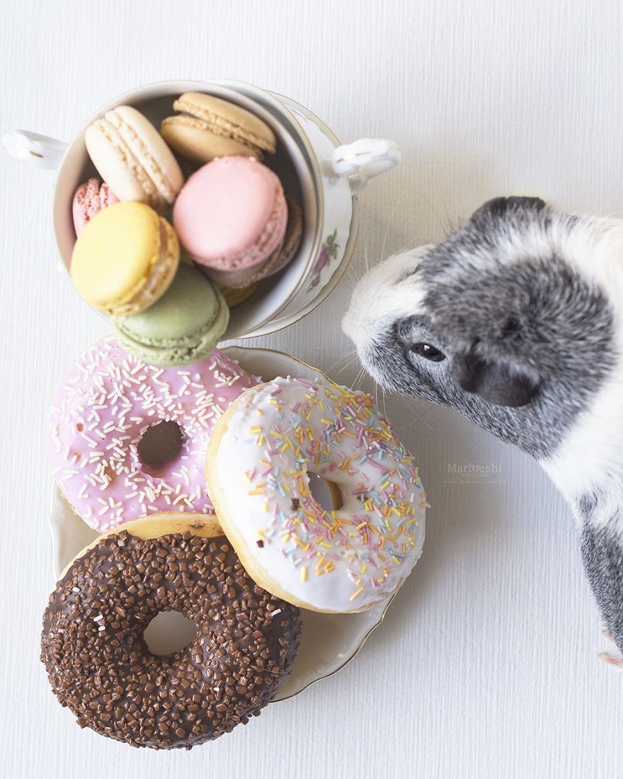 Meet Mieps, My Ridiculously Photogenic Guinea Pig