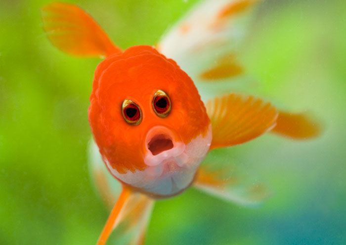 What 30 Different Animals Would Look Like If Their Eyes Were At The Front