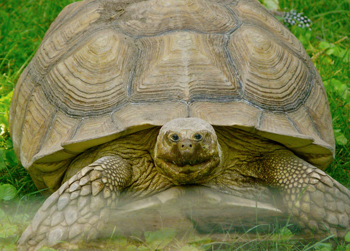 What 30 Different Animals Would Look Like If Their Eyes Were At The Front