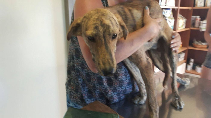 Woman On Holiday Finds A Dog With Broken Spine, Takes Him Home From Greece To Holland Woman On Holiday Finds A Dog With Broken Spine, Takes Him Home From Greece To Holland