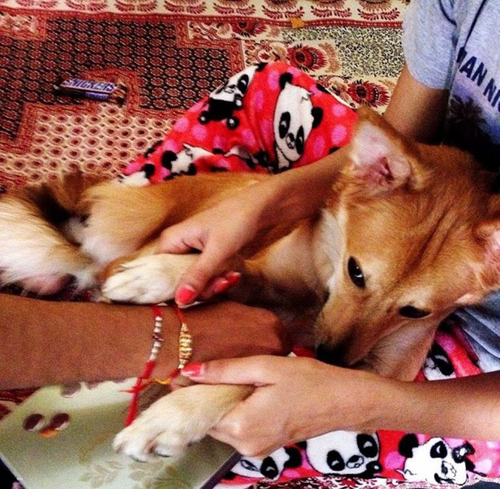 Woman Turns Down Arranged Marriage After Man Asks To Give Up Her Dog Woman Turns Down Arranged Marriage After Man Asks To Give Up Her Dog