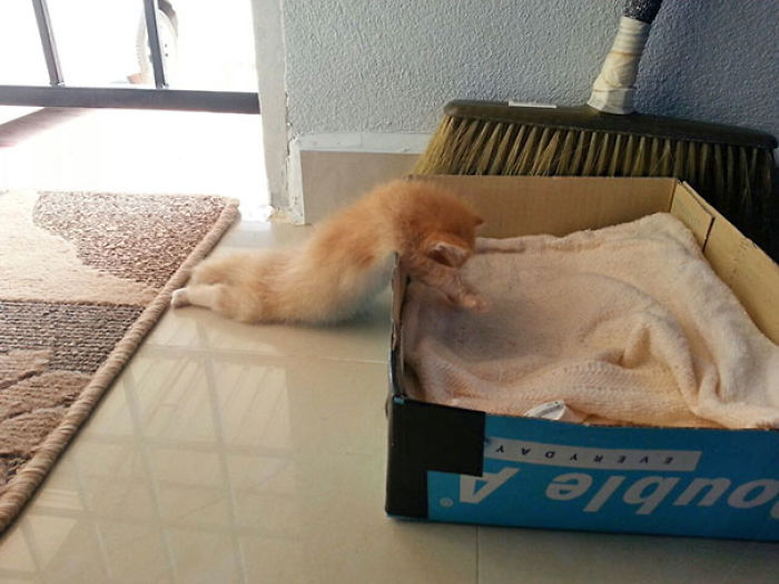50 Pics That Prove Cats Can Sleep Purrretty Much Anywhere 50 Pics That Prove Cats Can Sleep Purrretty Much Anywhere