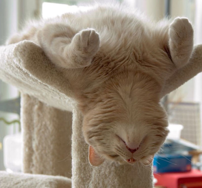50 Pics That Prove Cats Can Sleep Purrretty Much Anywhere 50 Pics That Prove Cats Can Sleep Purrretty Much Anywhere