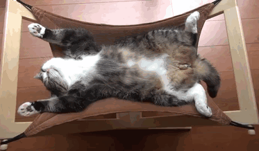 50 Pics That Prove Cats Can Sleep Purrretty Much Anywhere 50 Pics That Prove Cats Can Sleep Purrretty Much Anywhere