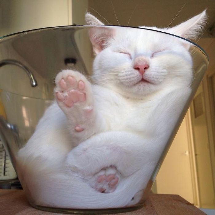 50 Pics That Prove Cats Can Sleep Purrretty Much Anywhere 50 Pics That Prove Cats Can Sleep Purrretty Much Anywhere