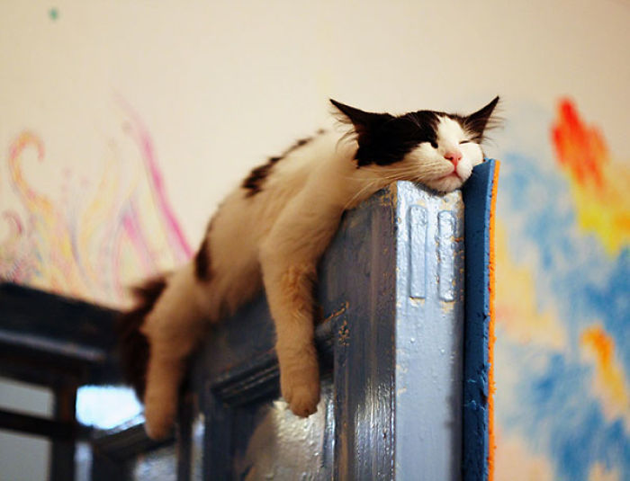 50 Pics That Prove Cats Can Sleep Purrretty Much Anywhere 50 Pics That Prove Cats Can Sleep Purrretty Much Anywhere