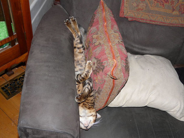 50 Pics That Prove Cats Can Sleep Purrretty Much Anywhere 50 Pics That Prove Cats Can Sleep Purrretty Much Anywhere