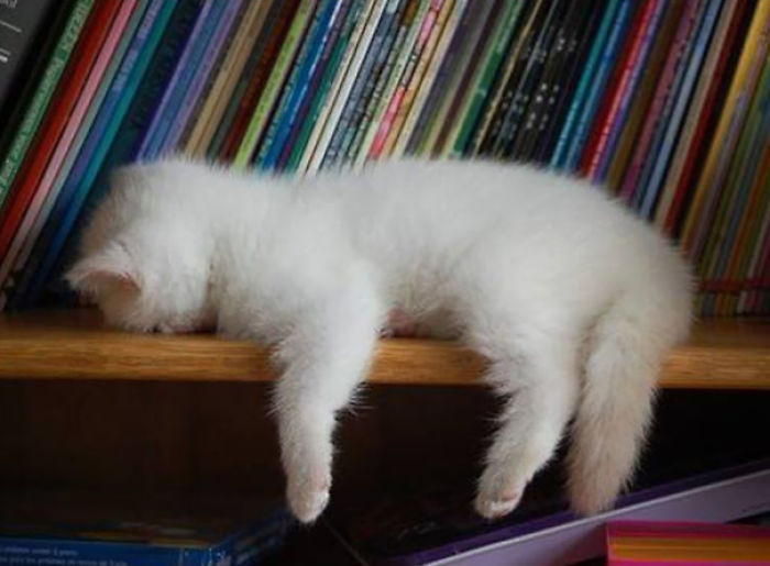 50 Pics That Prove Cats Can Sleep Purrretty Much Anywhere 50 Pics That Prove Cats Can Sleep Purrretty Much Anywhere