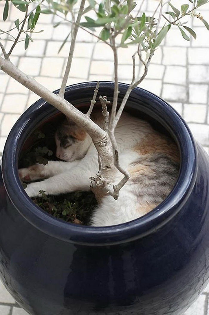 50 Pics That Prove Cats Can Sleep Purrretty Much Anywhere 50 Pics That Prove Cats Can Sleep Purrretty Much Anywhere