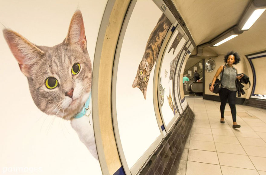 All Adverts In London&#8217;s Underground Station Have Been Replaced With Cat Pictures
