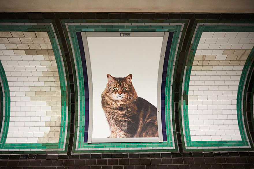All Adverts In London&#8217;s Underground Station Have Been Replaced With Cat Pictures