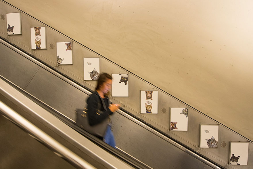 All Adverts In London&#8217;s Underground Station Have Been Replaced With Cat Pictures
