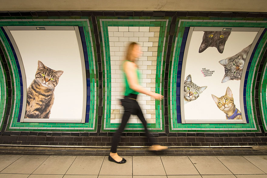 All Adverts In London&#8217;s Underground Station Have Been Replaced With Cat Pictures