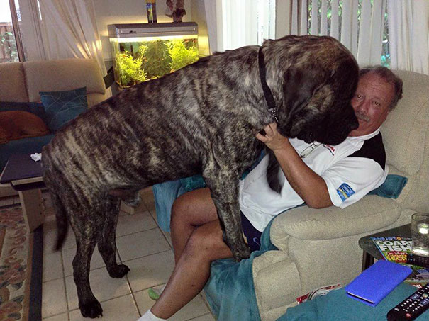 Australia&#8217;s Biggest Dog Doesn&#8217;t Realize How Big He Is, Constantly Crushes His Owner With 250 Lbs Of Love