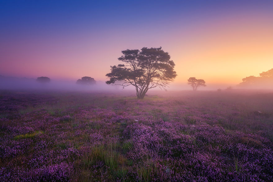 Why You Should Visit My Homeland The Netherlands In August – A Purple Dream Why You Should Visit My Homeland The Netherlands In August – A Purple Dream