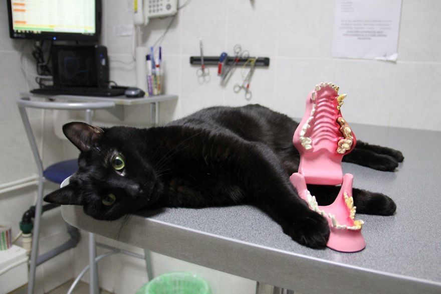 Rescue Cat Who Can’t Walk Becomes Nurse, Helps Sick Animals And Even Saves Their Lives Rescue Cat Who Can’t Walk Becomes Nurse, Helps Sick Animals And Even Saves Their Lives