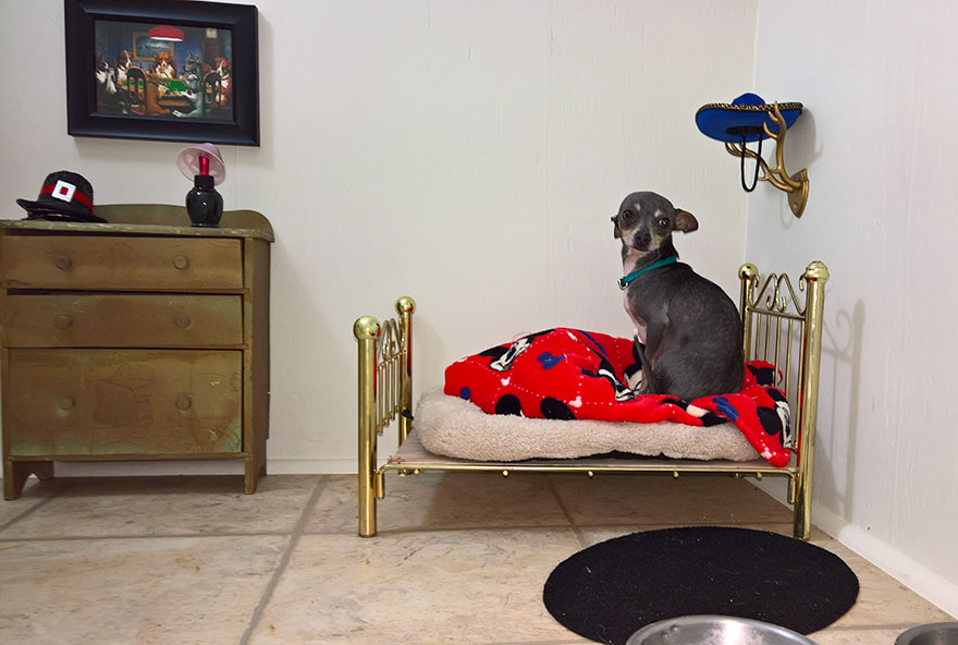 This Woman Built Her Dog A Bedroom Under The Stairs And The Details Are Impressive This Woman Built Her Dog A Bedroom Under The Stairs And The Details Are Impressive