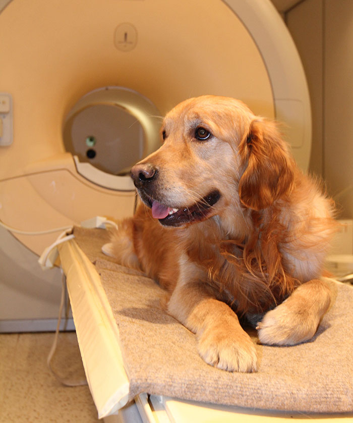 Scientists Prove Dogs Understand Humans Better Than We Thought