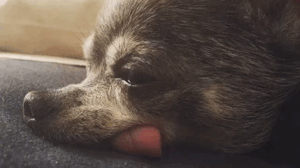 Old Toothless Chihuahuas Adopted Together Just Raised The Bar Of #SquadGoals
