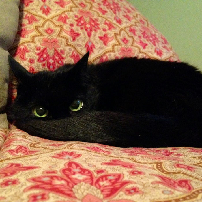 37 Black Cats That Are Actually Toothless In Disguise