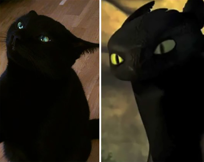 37 Black Cats That Are Actually Toothless In Disguise