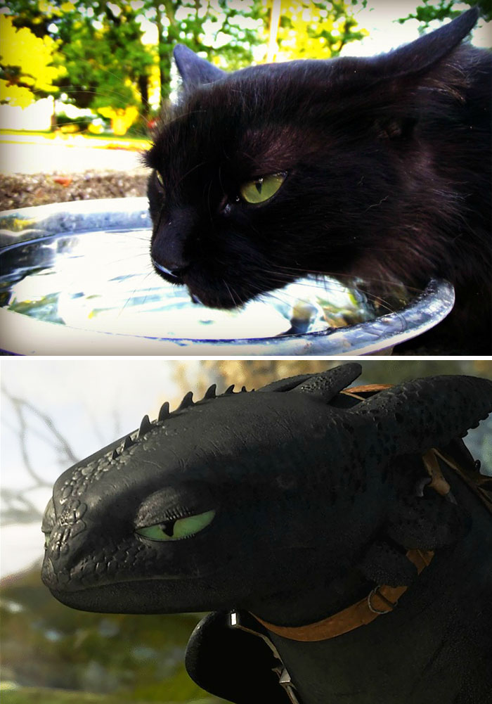 37 Black Cats That Are Actually Toothless In Disguise