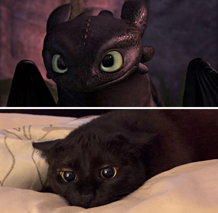 37 Black Cats That Are Actually Toothless In Disguise