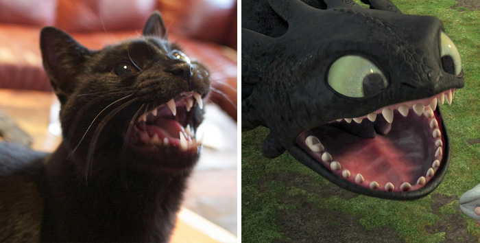 37 Black Cats That Are Actually Toothless In Disguise