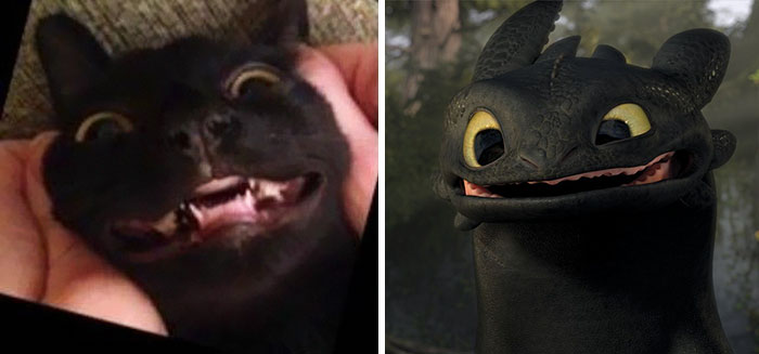37 Black Cats That Are Actually Toothless In Disguise