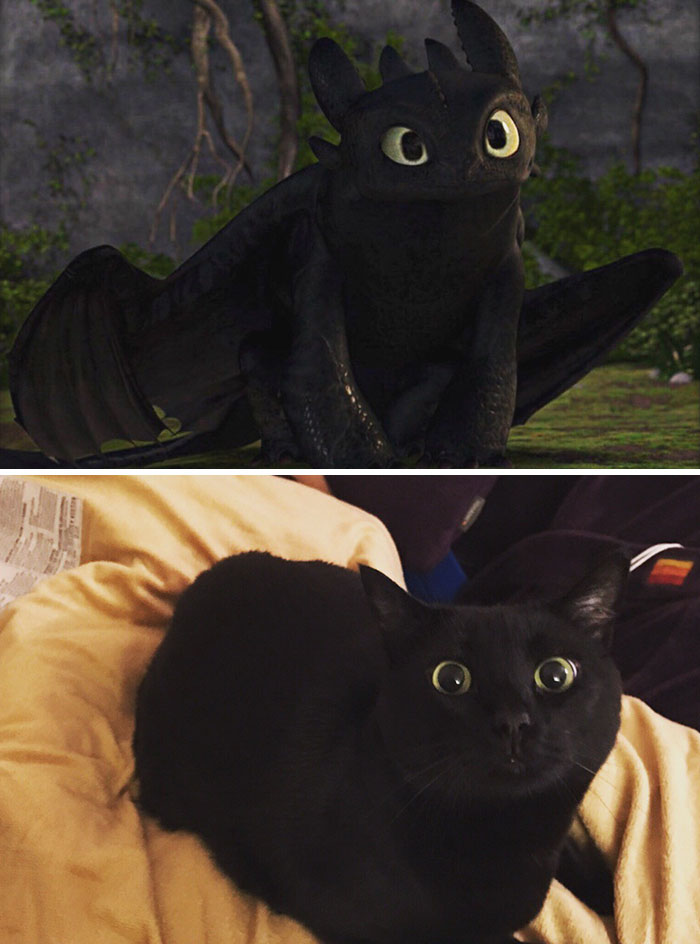 37 Black Cats That Are Actually Toothless In Disguise