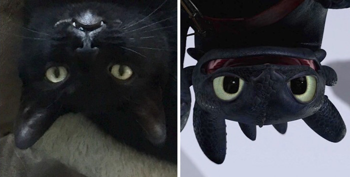 37 Black Cats That Are Actually Toothless In Disguise