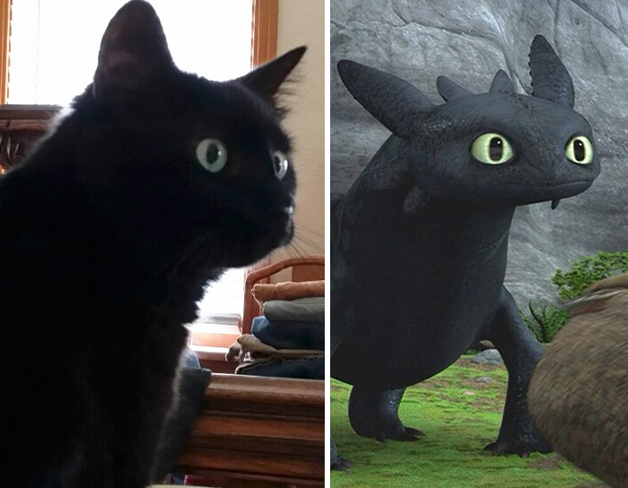 37 Black Cats That Are Actually Toothless In Disguise