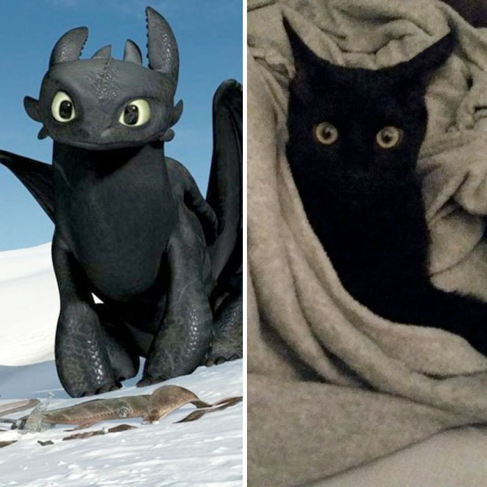 37 Black Cats That Are Actually Toothless In Disguise
