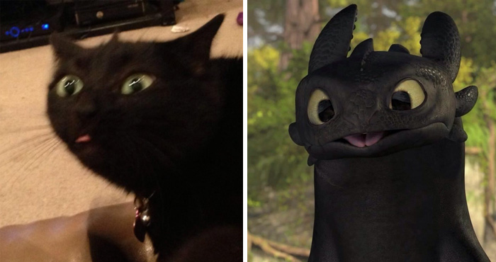 37 Black Cats That Are Actually Toothless In Disguise