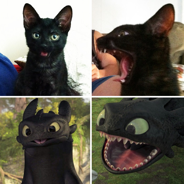 37 Black Cats That Are Actually Toothless In Disguise