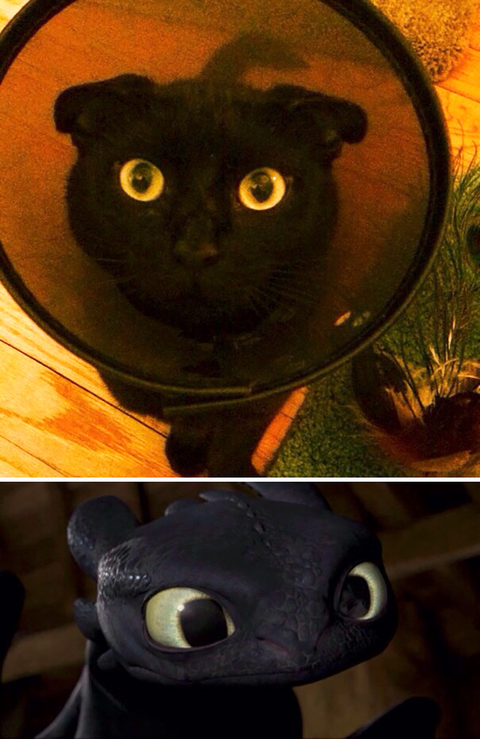 37 Black Cats That Are Actually Toothless In Disguise