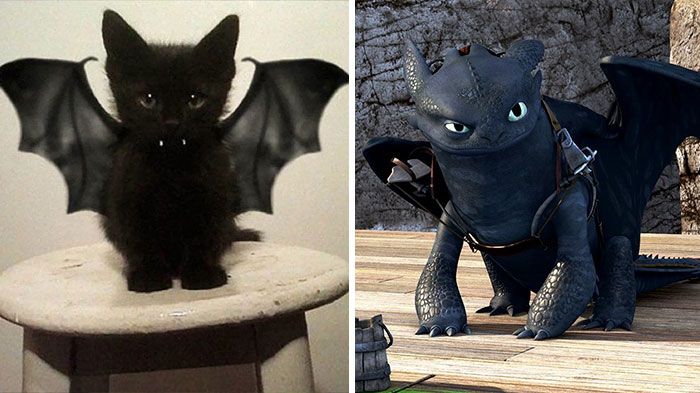 37 Black Cats That Are Actually Toothless In Disguise