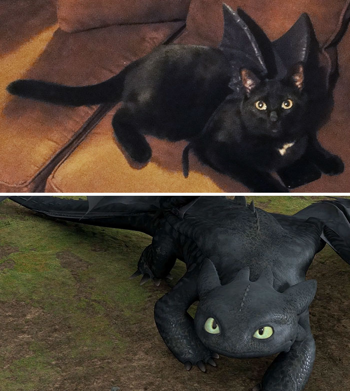 37 Black Cats That Are Actually Toothless In Disguise
