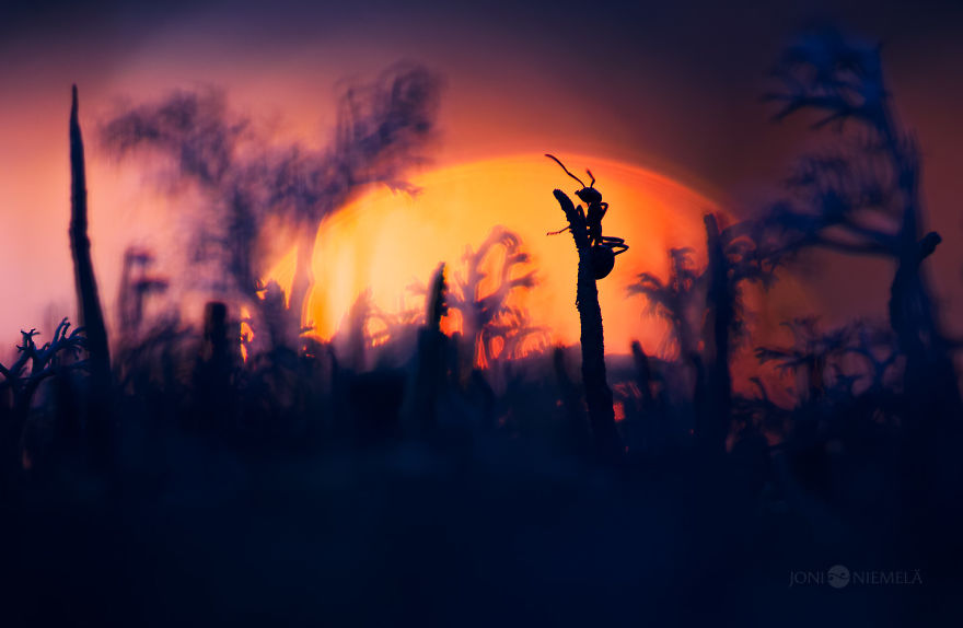 Life Of Ants: I’ve Spent Many Years Documenting These Tiny Hard Workers Life Of Ants: I’ve Spent Many Years Documenting These Tiny Hard Workers