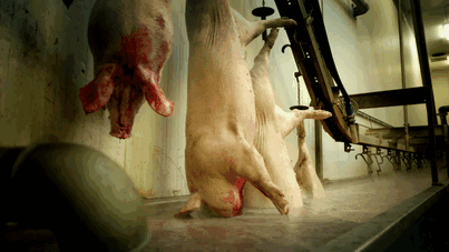 After Seeing How Gummies Are Made, You’ll Probably Never Eat Them Again After Seeing How Gummies Are Made, You’ll Probably Never Eat Them Again