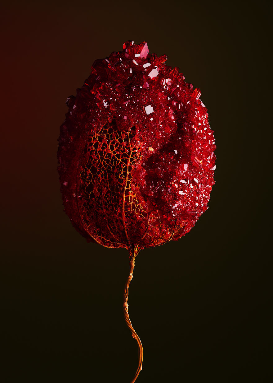 Encrusting Flora With Stabilised Crystals